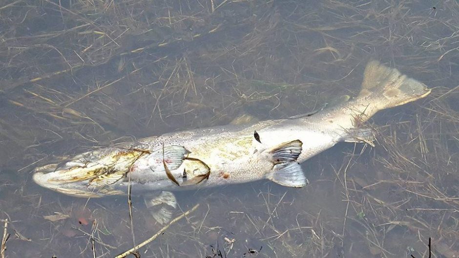 Po nuotekų avarijos Neryje pastebėtos išgaišusios lašišos