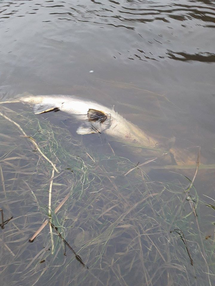 Po nuotekų avarijos Neryje pastebėtos išgaišusios lašišos