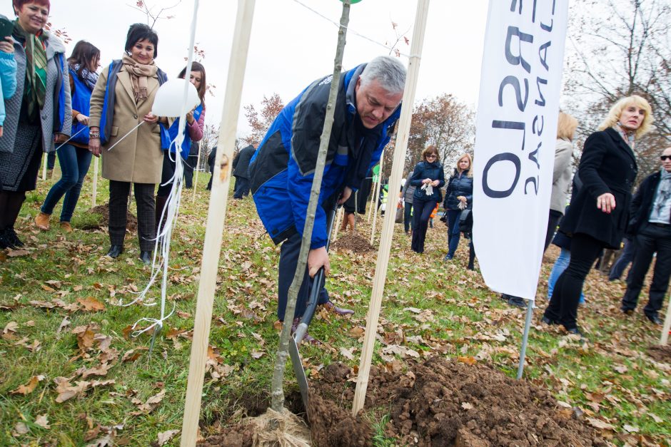 Verslininkų dovana Kaunui – ąžuolynas