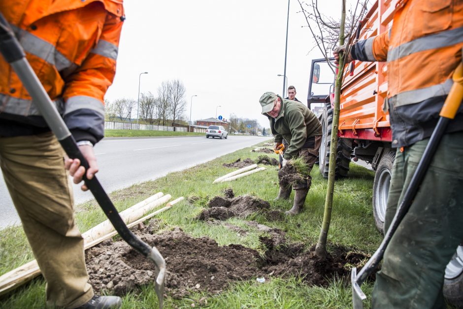 Europos prospektas pasipuoš liepų alėja 