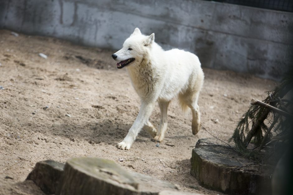 Zoologijos sodo sezono atidarymas: nauji namai vilkams ir burbulų fiesta