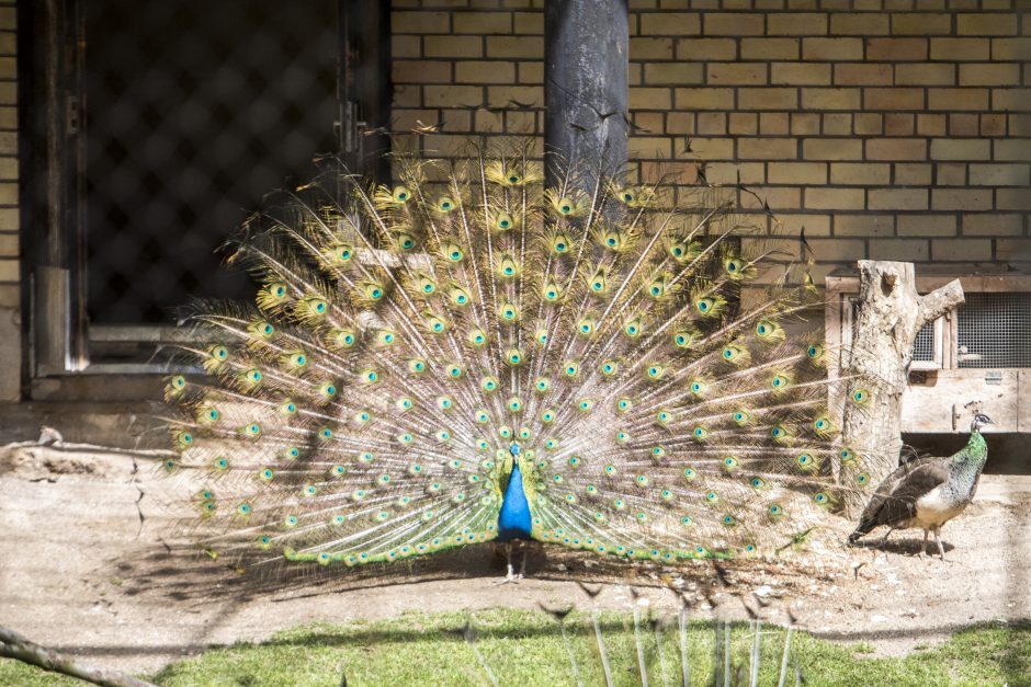 Zoologijos sodo sezono atidarymas: nauji namai vilkams ir burbulų fiesta