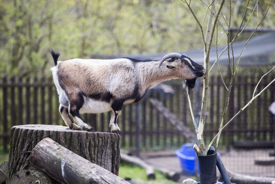 Zoologijos sodo sezono atidarymas: nauji namai vilkams ir burbulų fiesta