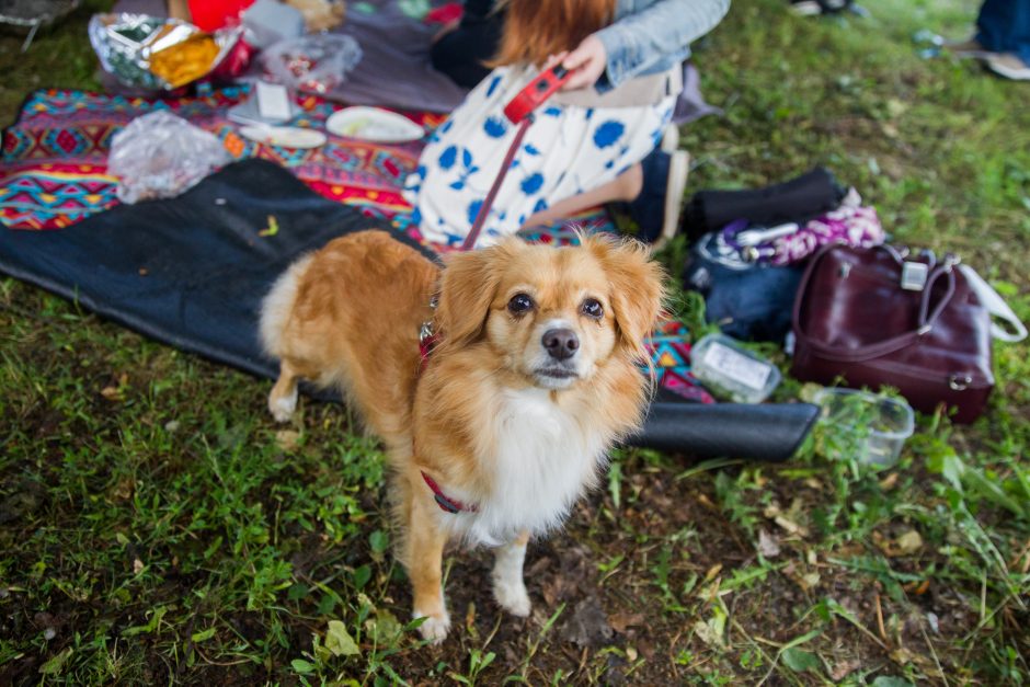 Veganų piknikas: draugiška kompanija, pačių gaminti patiekalai ir diskusijos