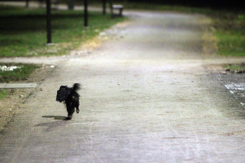 Kalniečių parke – naujas LED apšvietimas