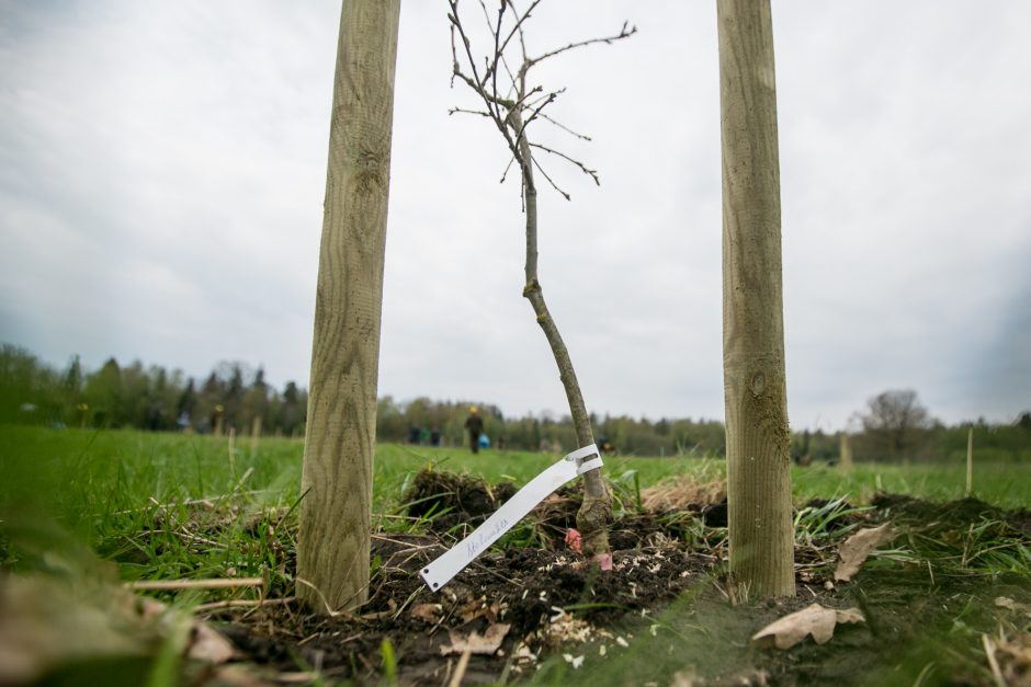 Neeilinė šventė – Rumšiškėse pasodinti šimtamečių ąžuolų klonai