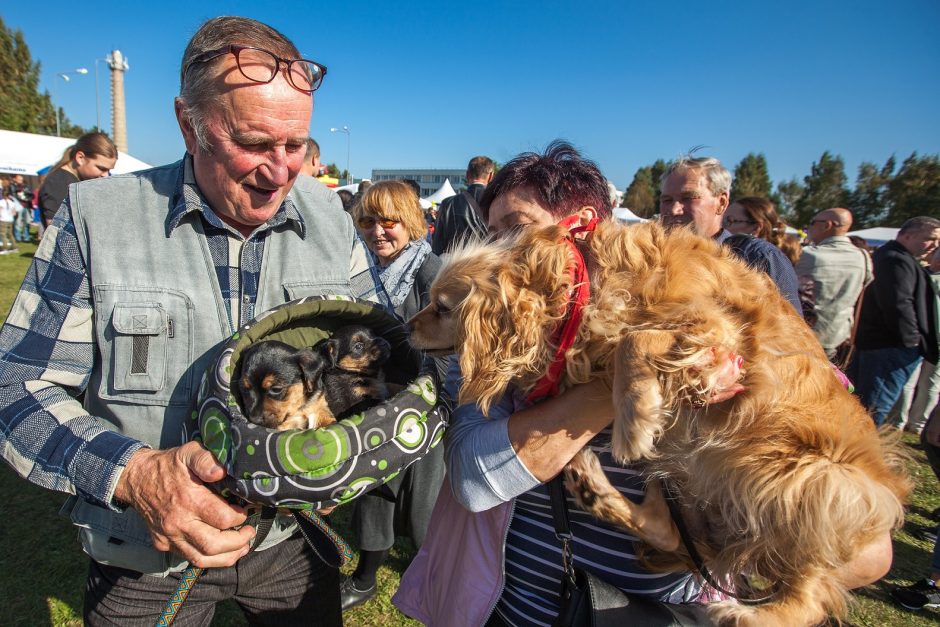 Gargžduose šunys nurungė kates