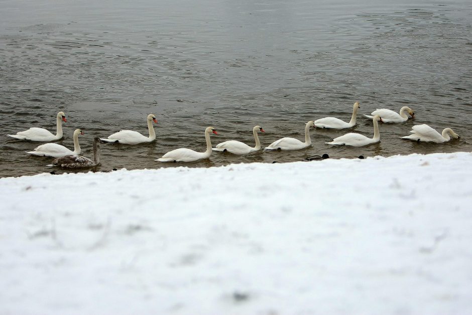 Sveikuoliai metus pradėjo besipliuškendami lediniame Nemune