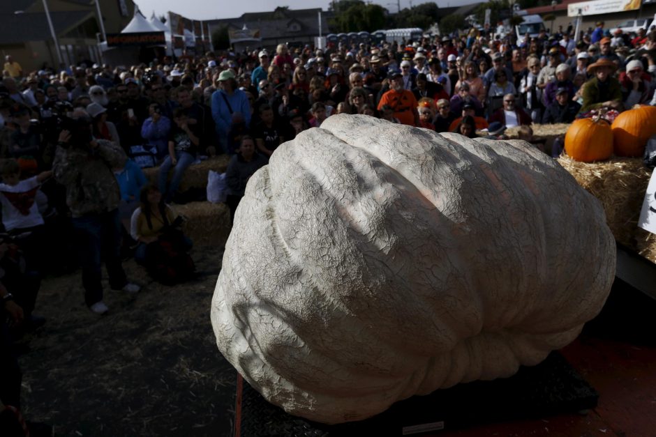 Už 866 kg sveriantį moliūgą – 11 tūkst. dolerių