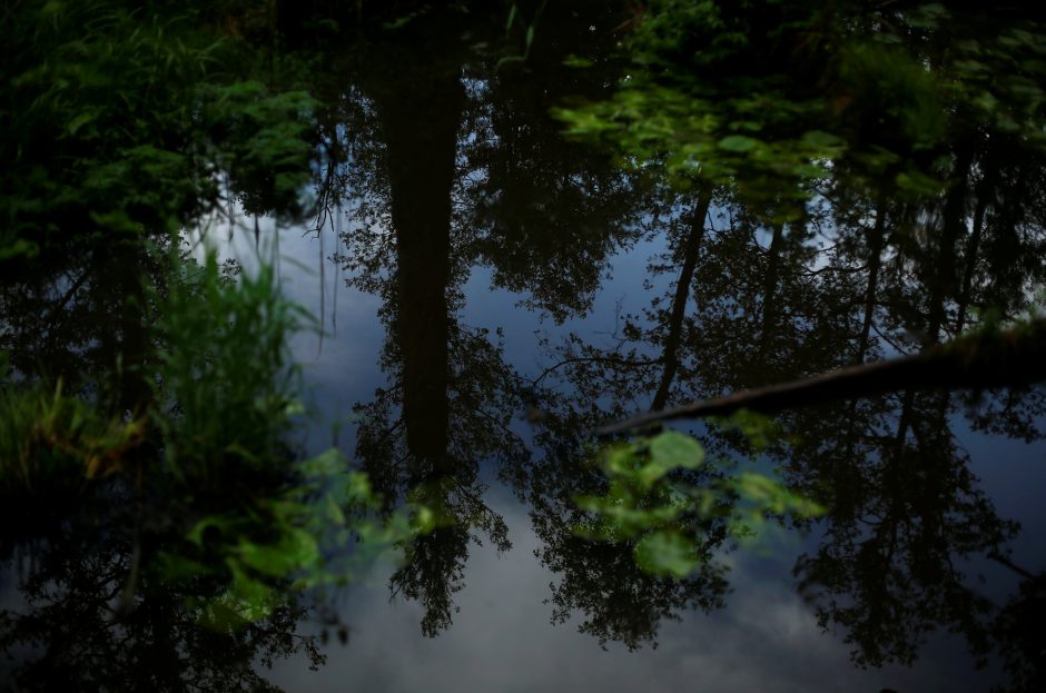 ES padavė Lenkiją į teismą dėl reliktinio miško kirtimo