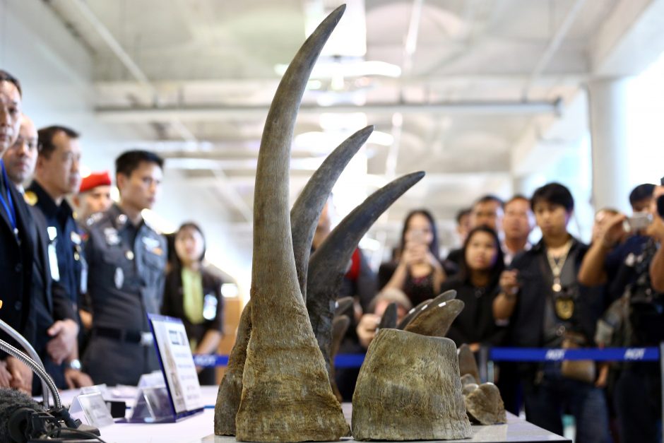Tailande konfiskuota 5 mln. dolerių vertės raganosio ragų siunta
