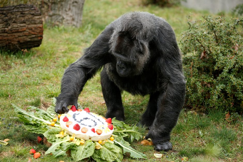 Viena seniausių gorilų gimtadienį švenčia skanaudama tortą