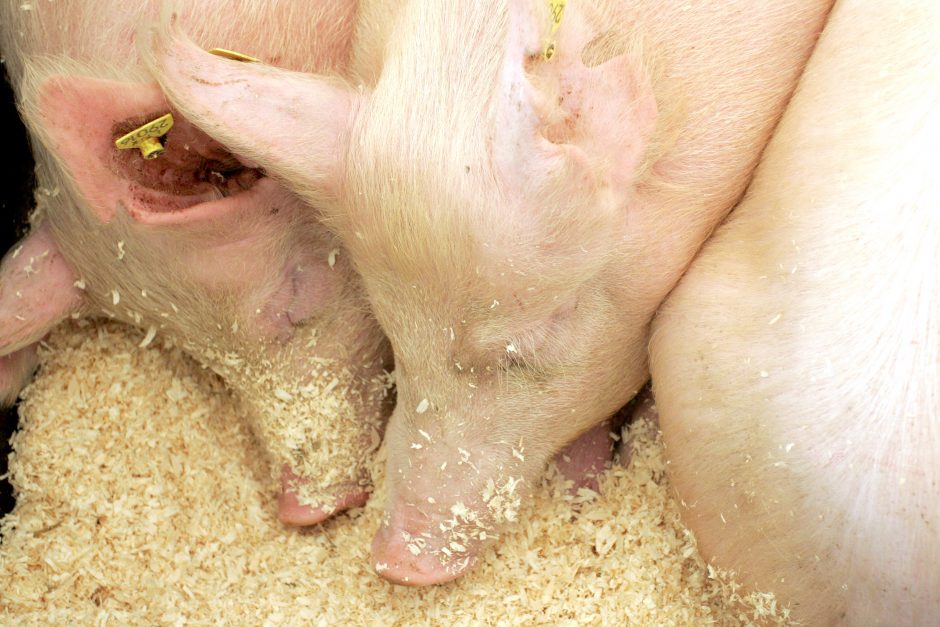 Smulkieji kiaulių augintojai kviečiami teikti paraiškas paramai gauti