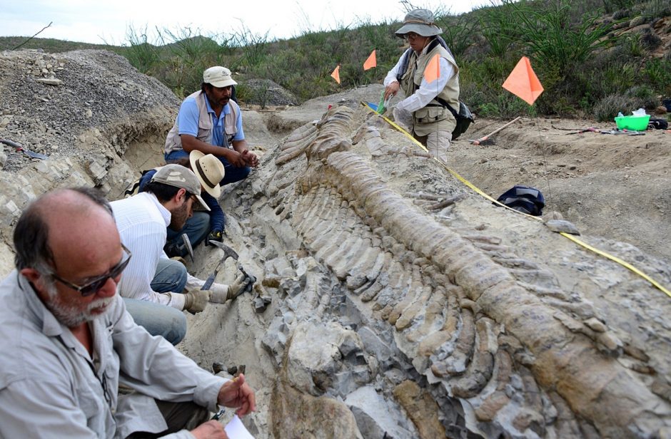 Paleontologai rado ankstyviausio augalėdžių protėvio fosilijų