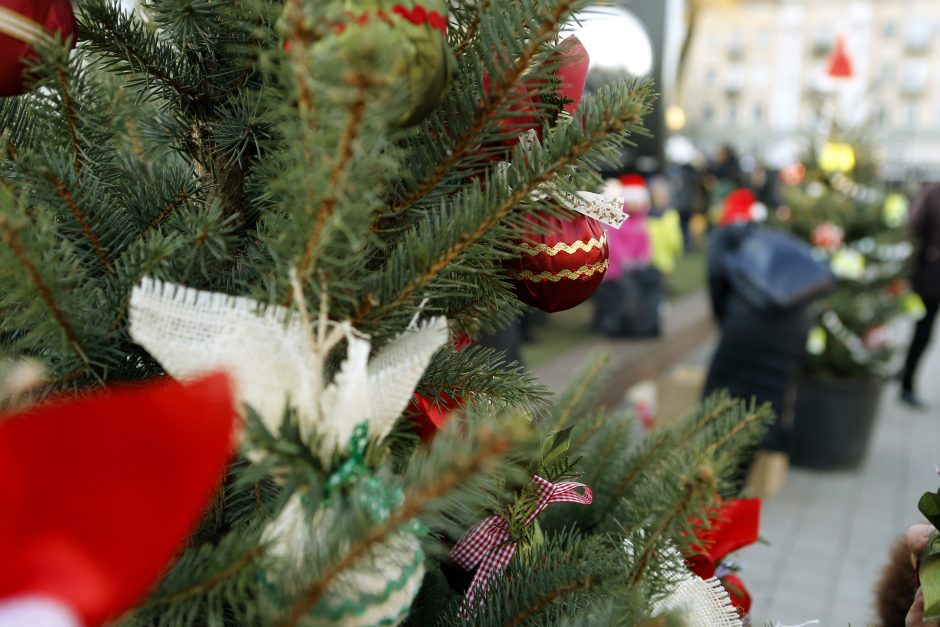 Pamatykite pirmieji: Atgimimo aikštėje išdygo eglučių miškas