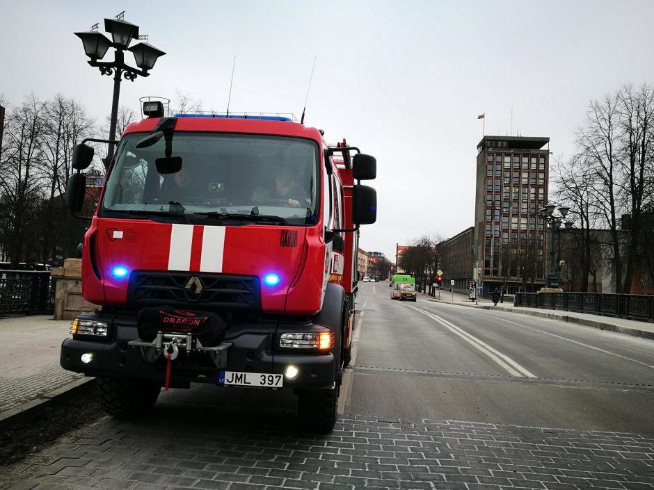 Nejudanti gulbė Klaipėdos centre suklaidino praeivius