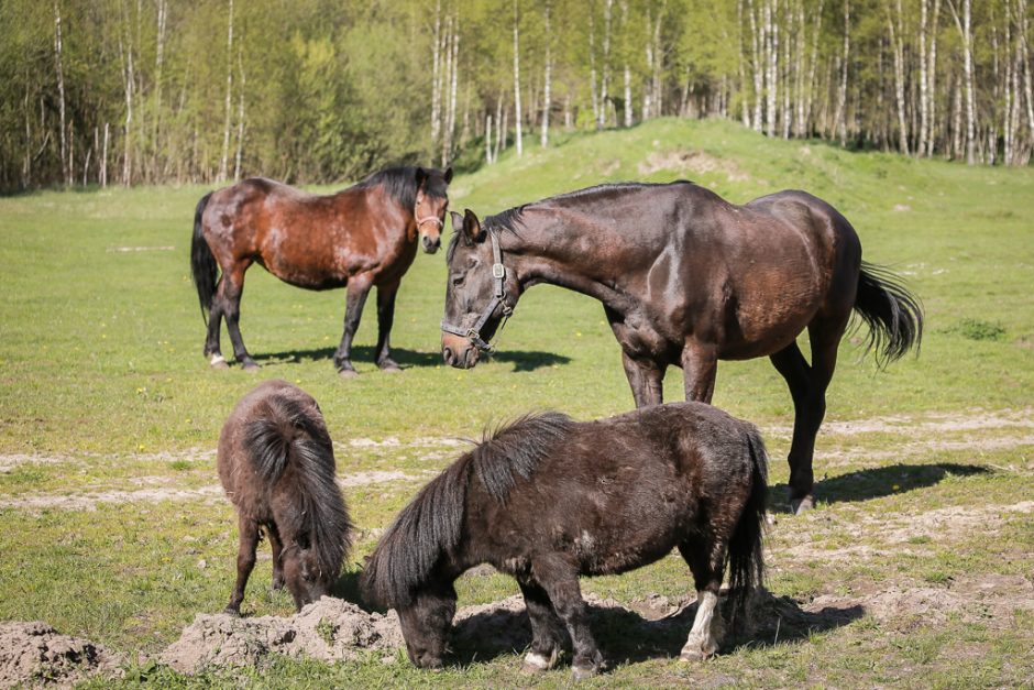 V. Lekevičiaus sielos atgaiva – gyvūnai