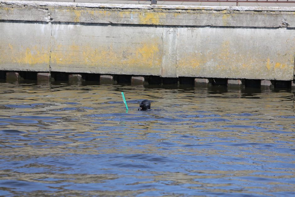 Klaipėdoje „Darom“ dalyviai švarino ir Danės dugną