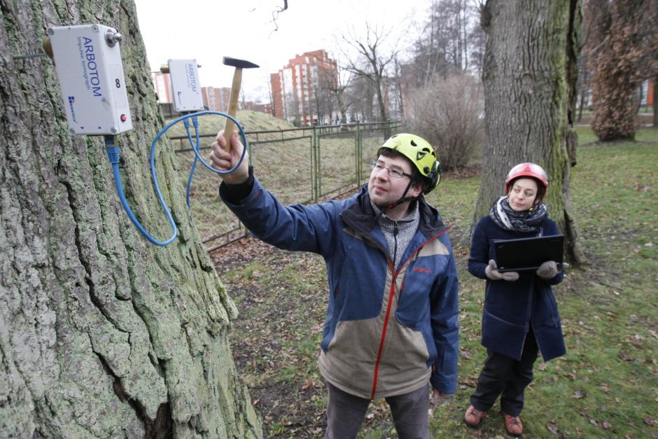 Specialistai vertino Treko parko ąžuolų būklę