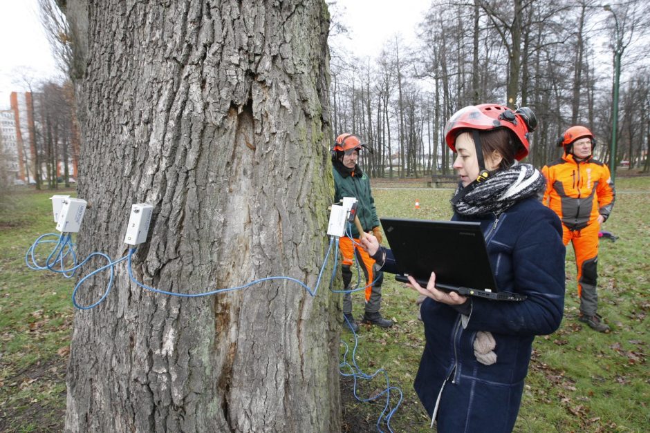 Specialistai vertino Treko parko ąžuolų būklę