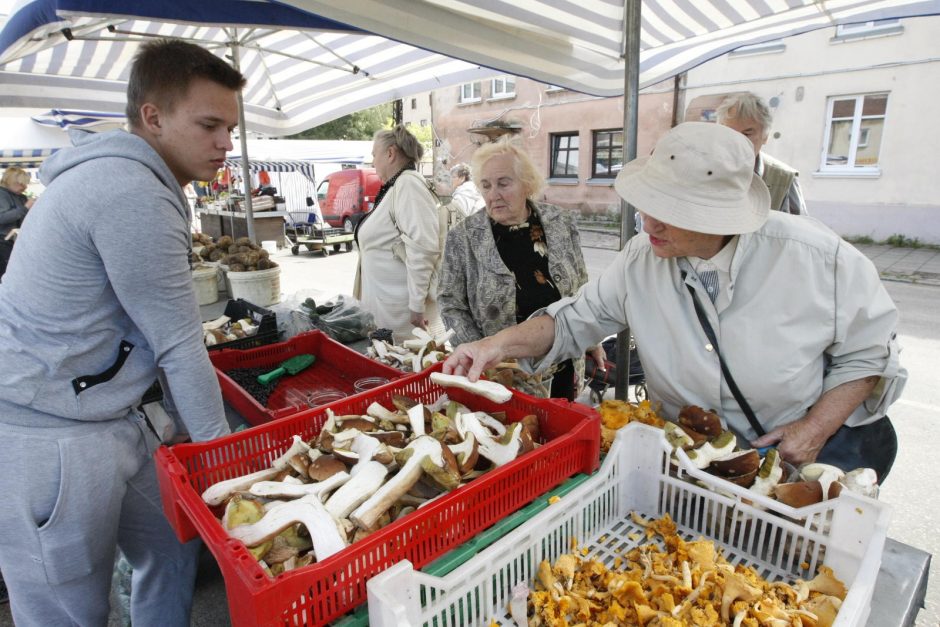 Baravykų derlius šiemet džiugina