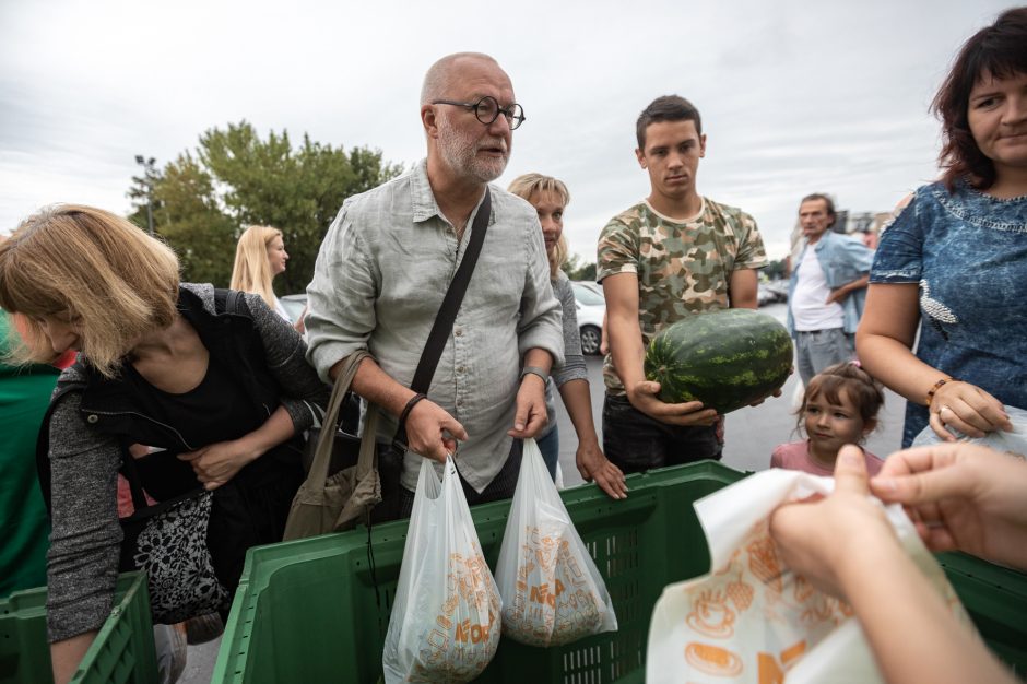 Kauniečiai neatsispyrė nemokamiems arbūzams