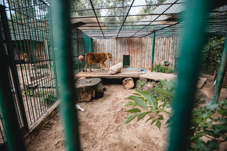 Lietuvos zoologijos sode liūtai šventė savo dieną