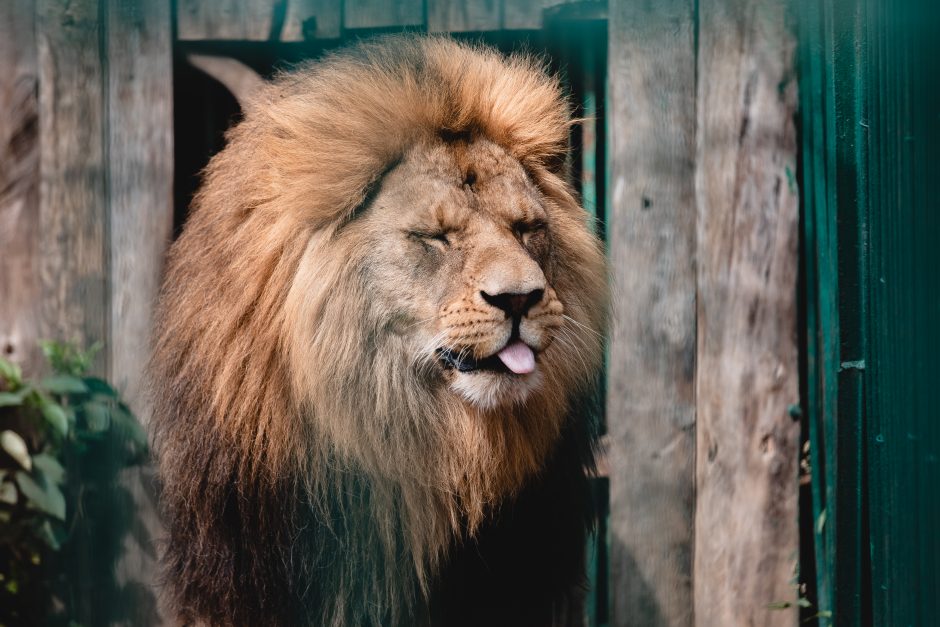 Lietuvos zoologijos sode liūtai šventė savo dieną