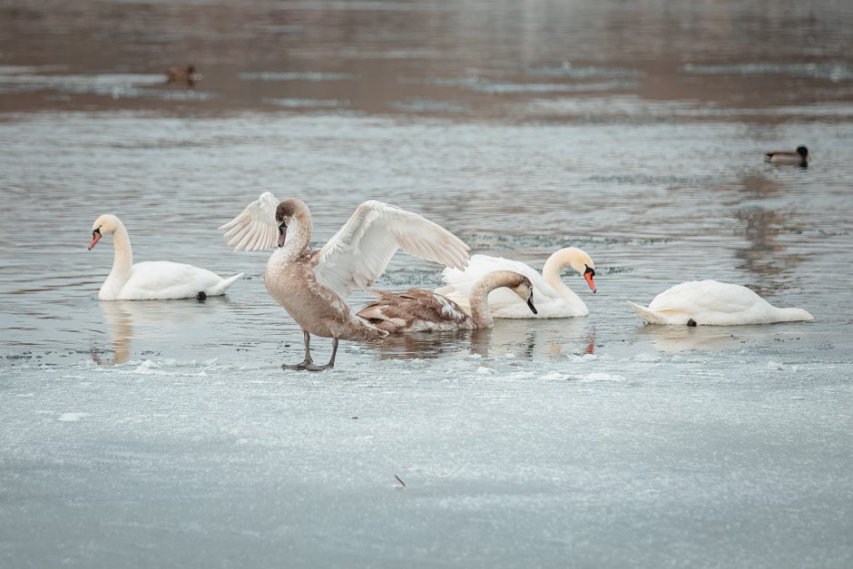 Kaune žiemojantys vandens paukščiai