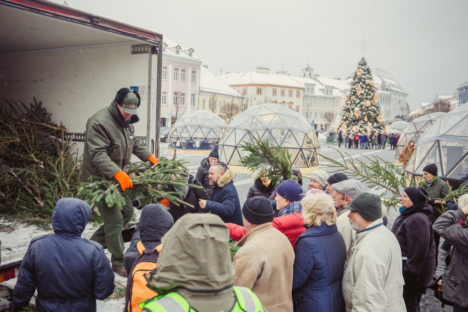 Kasmetinė akcija: miškininkai dovanojo kalėdines eglių šakas