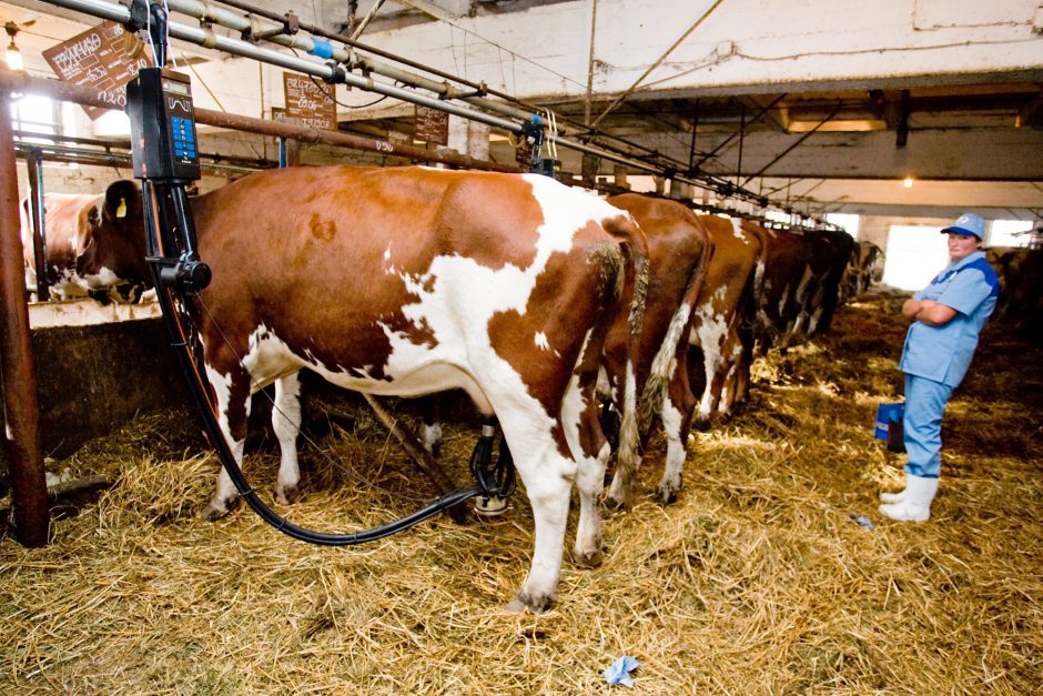 Pasaulinės pieno rinkos augimas lėtėja – perspektyvos miglotos