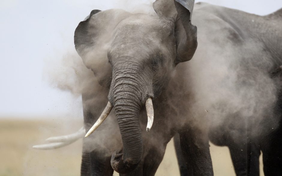Tanzanijoje drambliai mirtinai sutrypė du žmones