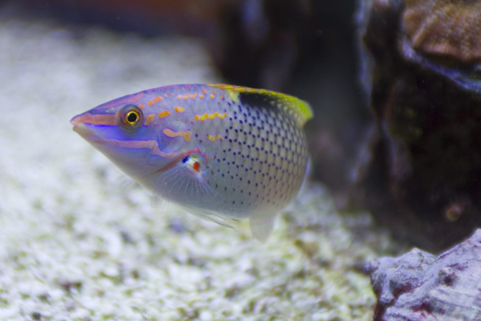 Senovinių žuvų akys padeda nušviesti spalvinės regos fenomeną