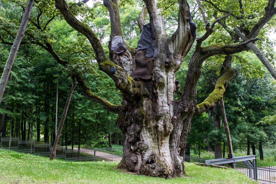 Stelmužės ąžuolas pretenduoja tapti Europos metų medžiu (balsuokite!)