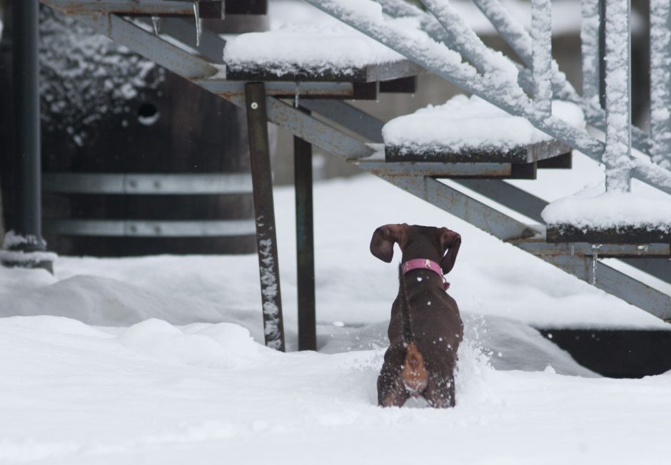 Specialistai: artėjant šaltiems orams nepamirškite pasirūpinti gyvūnais