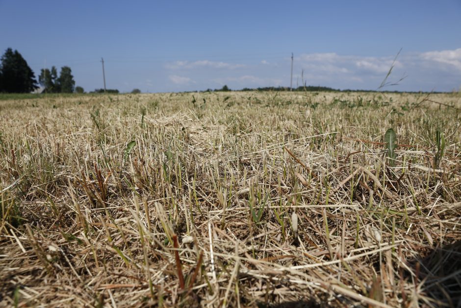 Dėl sausros skelbiama ekstremali situacija visoje šalyje