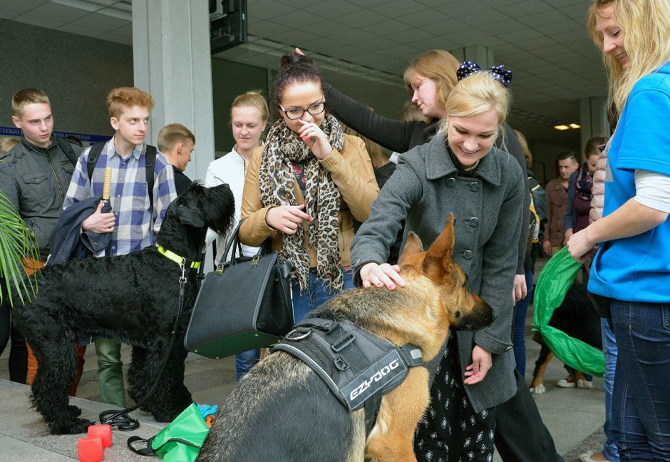 Studentams stresą prieš egzaminus padėjo malšinti šunys