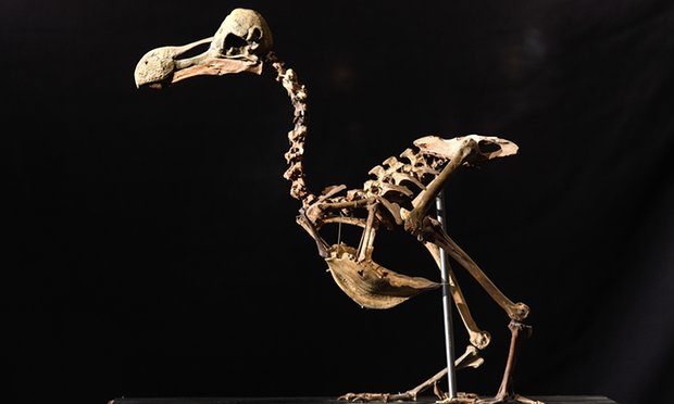 Parduotas senovinio paukščio dodo skeletas