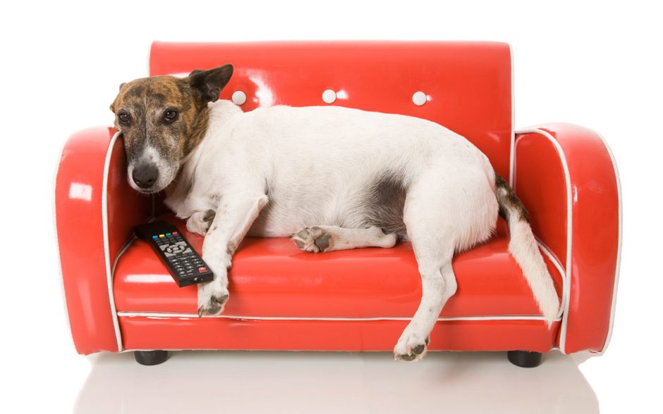 Namie nuobodžiaujančiam šuniui – speciali TV programa