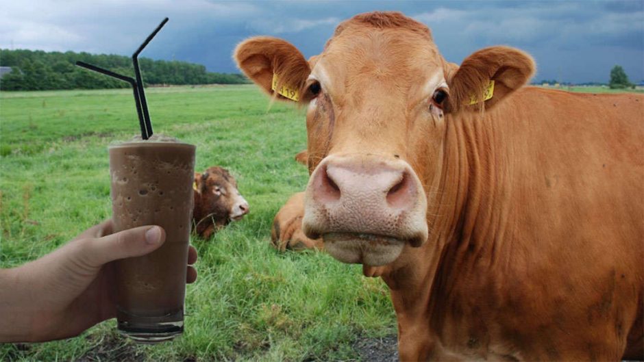 Daugybė suaugusių amerikiečių mano, kad šokoladinį pieną duoda rudos karvės