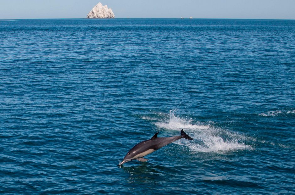 Mažiausiems pasaulyje delfinams gresia pavojus išnykti – jų liko apie 60