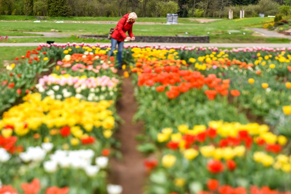 Botanikos sode – tulpių žydėjimo metas