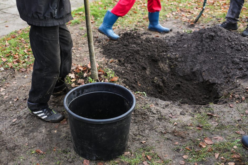  Karaliaus Mindaugo pr. liepų alėją papuošė dar pusšimtis medelių