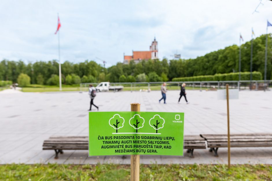 Nudžiūvusios Lukiškių aikštės liepos bus pakeistos naujomis