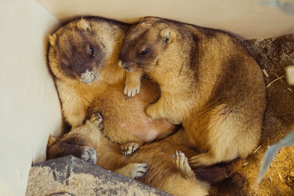 Vilniuje zoologijos sodo atidarymą pasitiko piketas