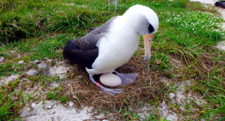 Rekordas: 67 metų albatroso patelė dar kartą „taps motina“