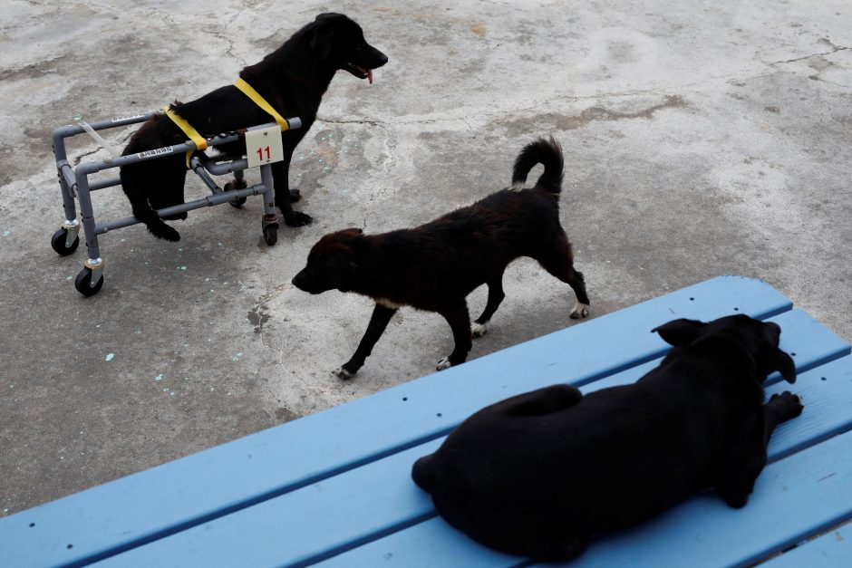 Vienos didžiausių šunų prieglaudų vadovė apkaltina keturkojų žudymu