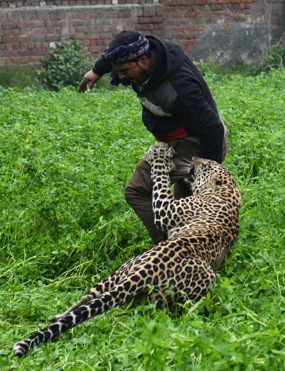 Kilo panika dėl leopardo: gatvėmis klaidžiojantis gyvūnas puldinėjo miestiečius
