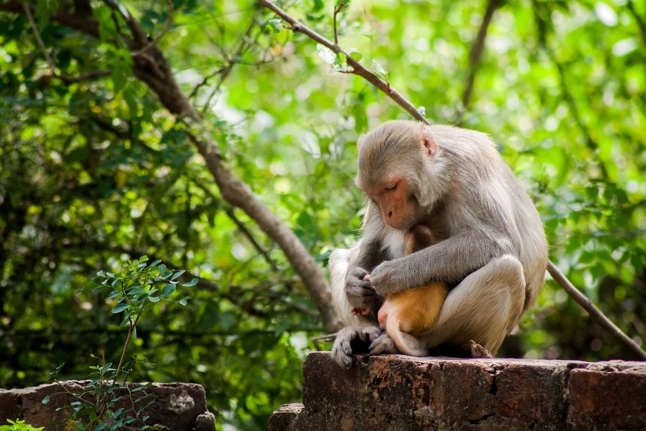 PSO smerkia smurtą prieš primatus dėl beždžionių raupų baimės
