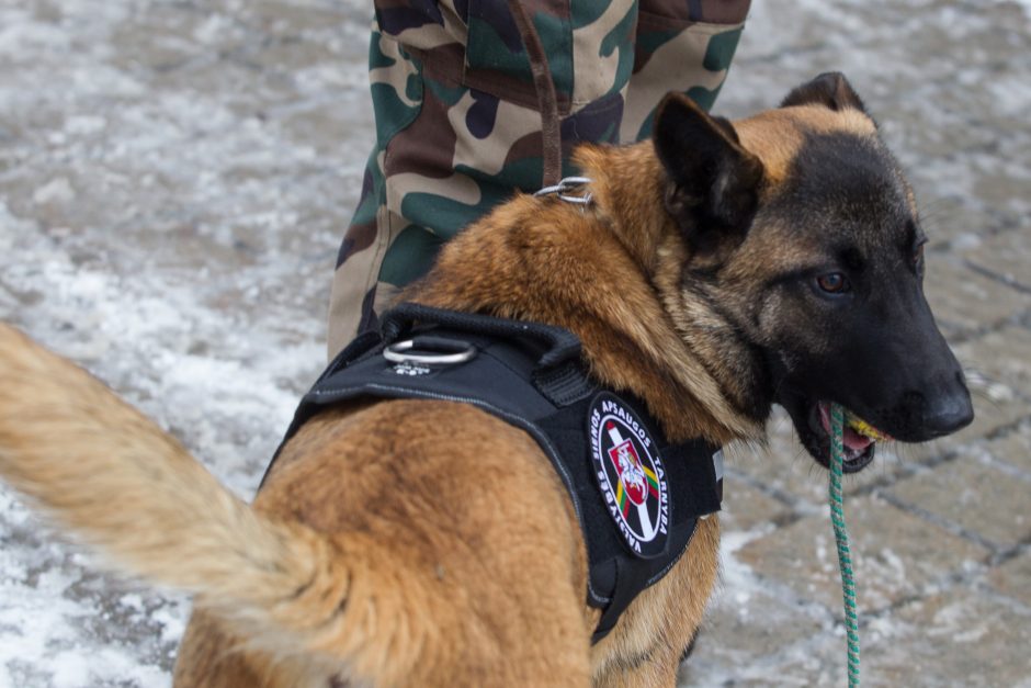 Pasieniečių šunų kasdienybė – ne itin lengva